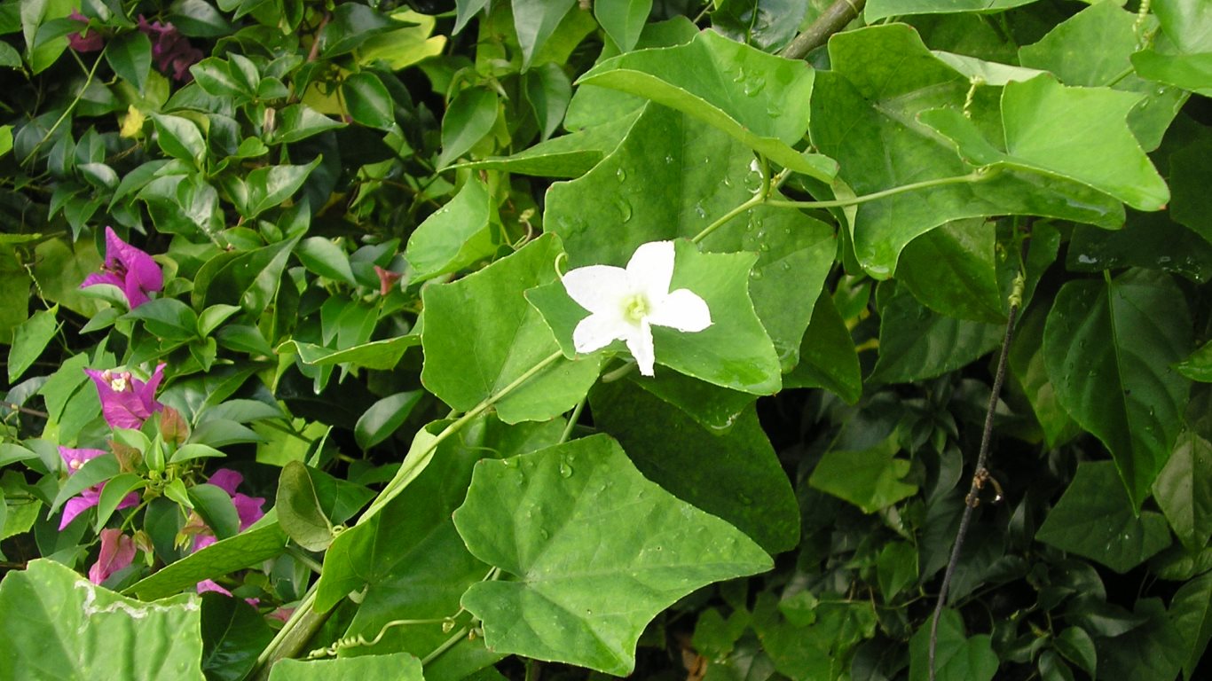 w084_vine07_bird cucumber white flower_olera bushes_san fernando_trinidad_tt_20101222_tobagojo@gmail.com_P1010008C_1366w_768h